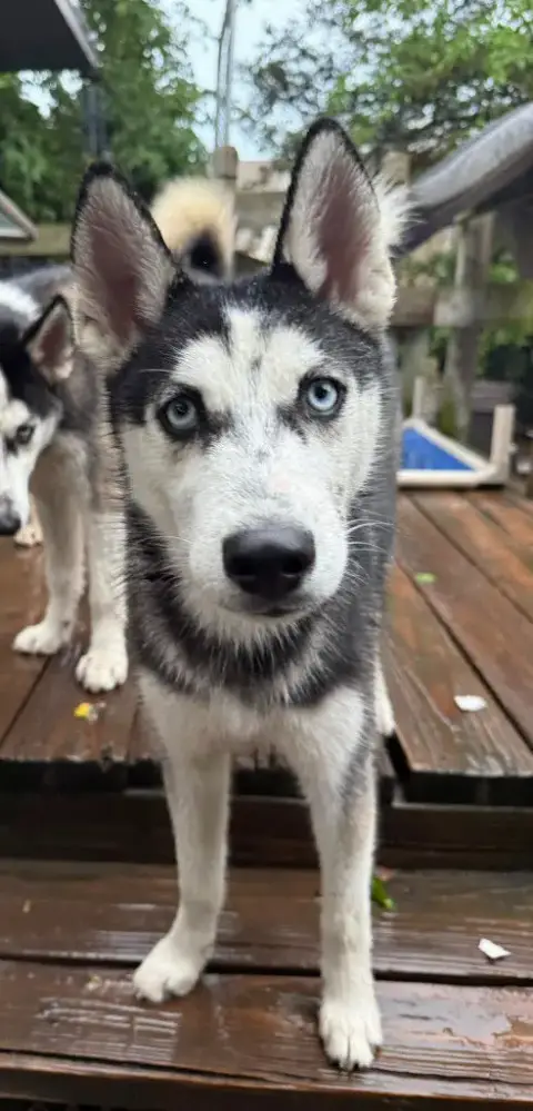 Sasha photo 2