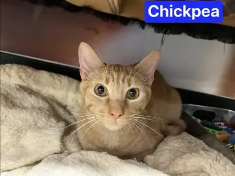 Chickpea