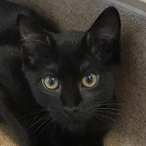 Sam