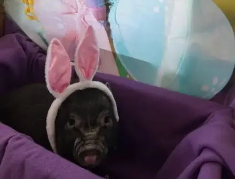 Wilbur