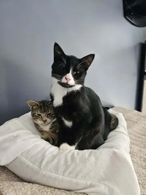 Felix photo 5