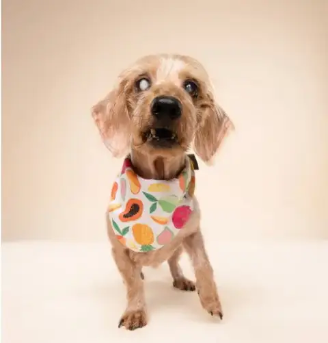 Sammy photo 4