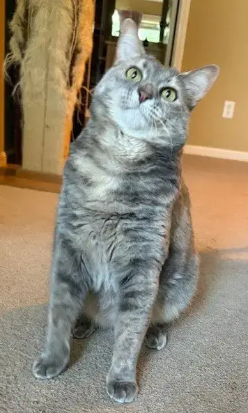 Cleopatra