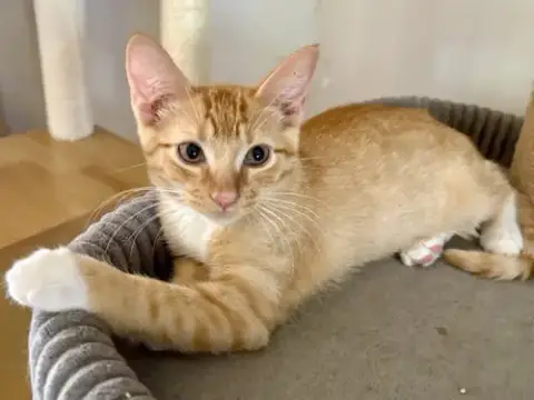Simba Bonded With Mufasa