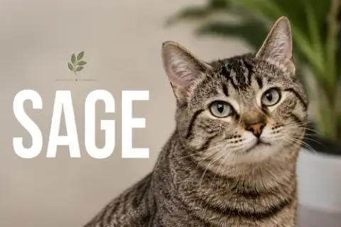 Sage photo 2