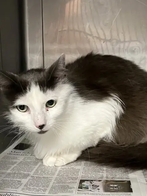 Mochi