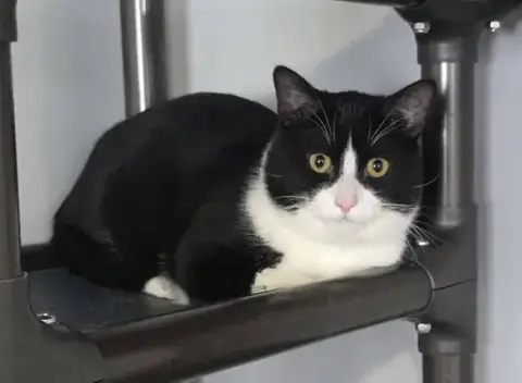 Big Tux
