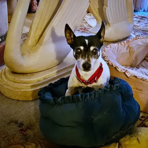 Sybil