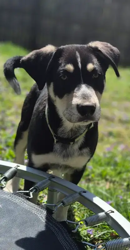 Nature Dawgs
