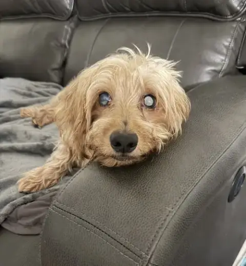 Sammy