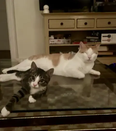 Tony And Ferris
