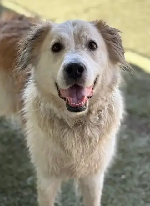 Auggie
