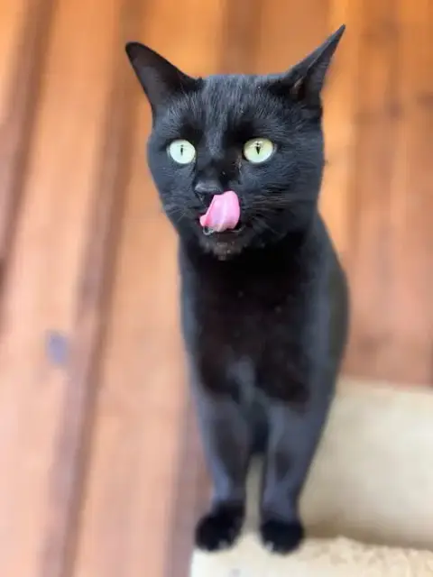 Gizmo