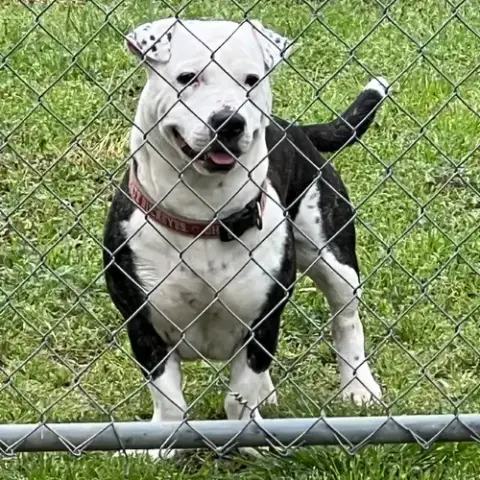Axel