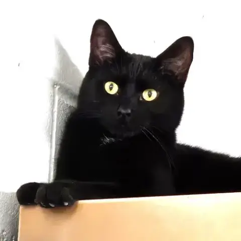 Tairn