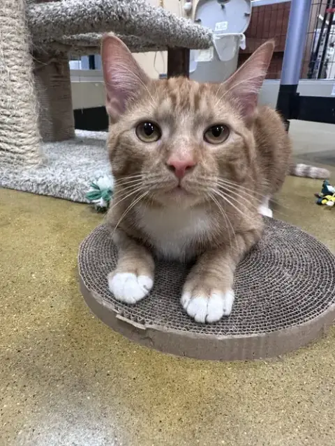 Ronald Meowsley photo 5