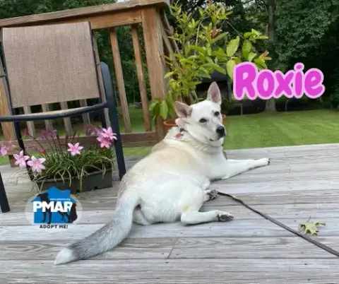 Roxie photo 3