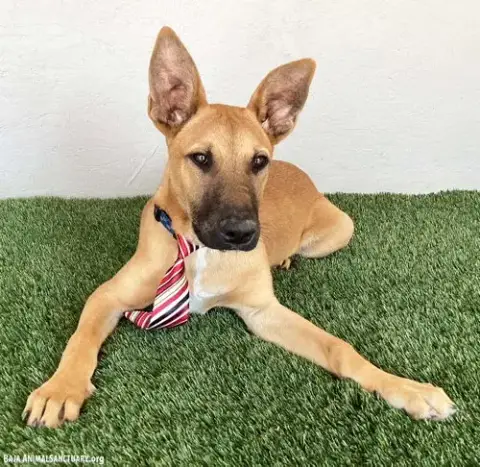 Opie photo 2