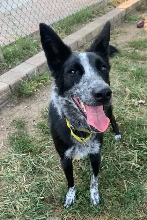 Abby- For Sponsorship Only photo 4