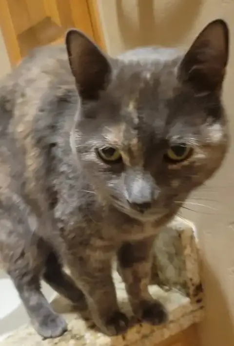 Tasha