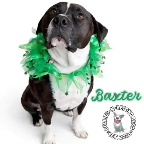 Baxter photo 2