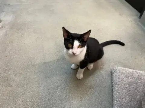 Bouncer