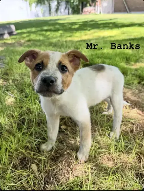 Mr. Banks photo 2