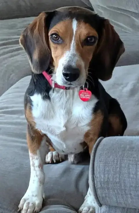 Bruce Iii photo 2