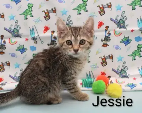 Jessie photo 2
