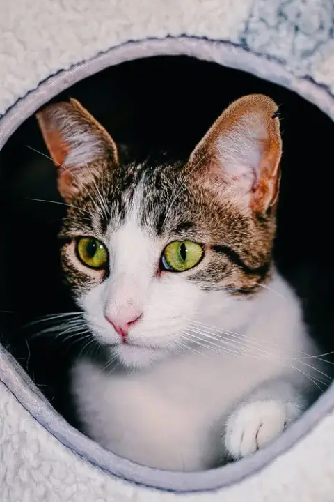 Mimzy