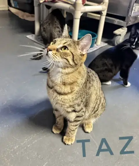 Taz- Cchs photo 3