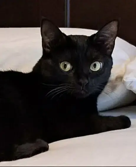Josie