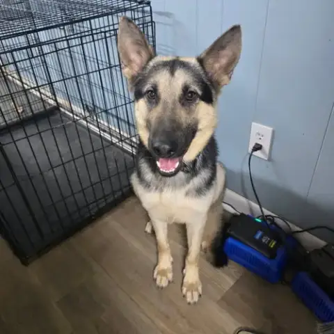 Rex