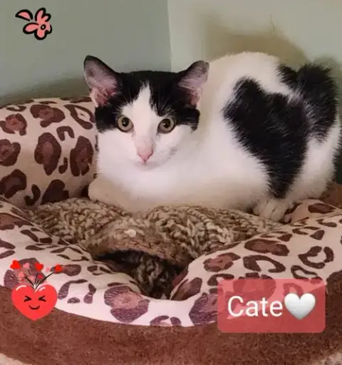 Cate