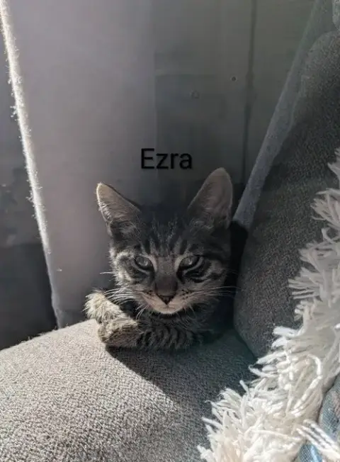 Ezra photo 4