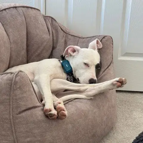 Kali photo 4