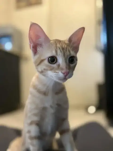 Operation Orange Kittens! photo 2