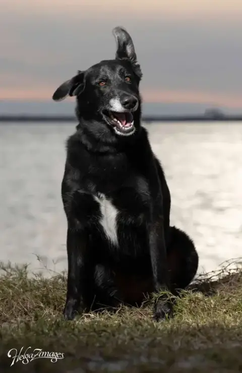 Ursa photo 5