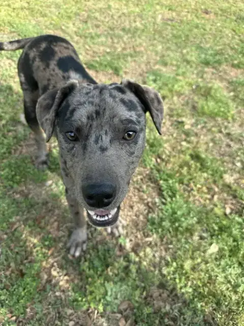 Bauer photo 2