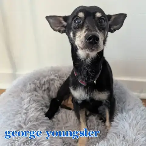 George Youngster photo 3