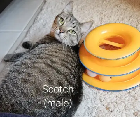 Butter & Scotch photo 3