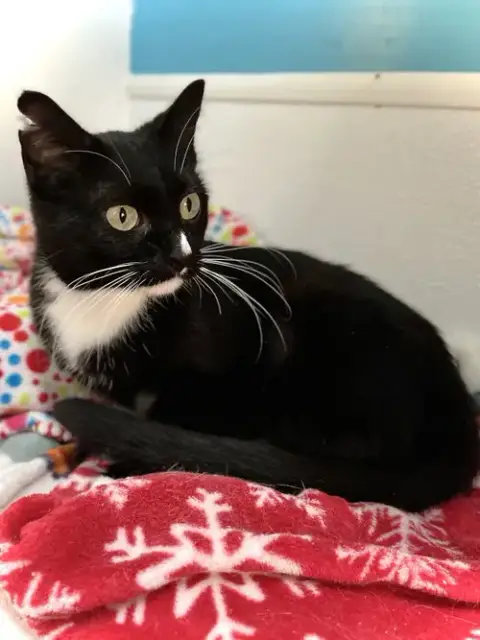 Sauki