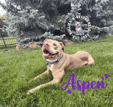 Aspen photo 4