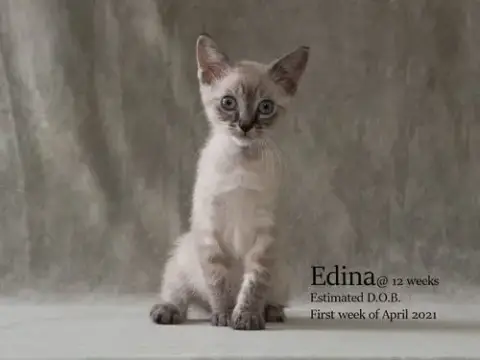 Edina photo 4