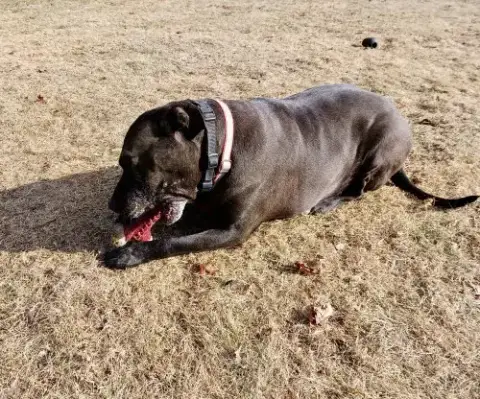 Bonnie photo 4