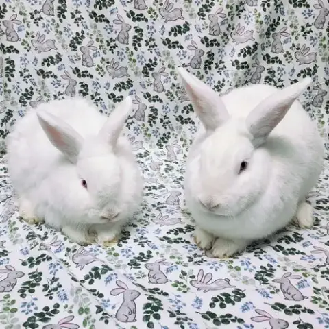 Cotton photo 3