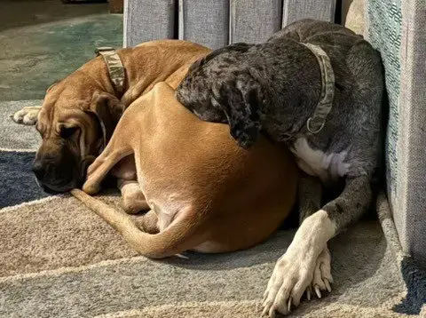 Duke / Toby photo 4