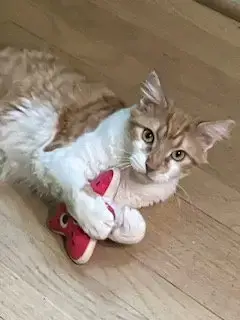 Lucas