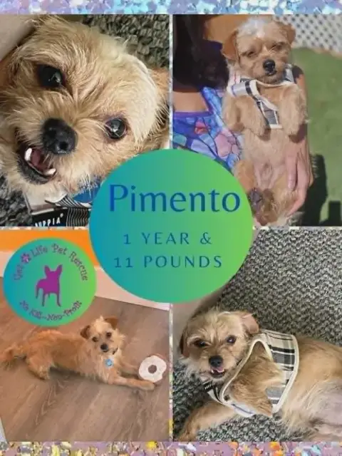Pimento photo 3