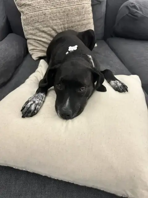 Wren *Foster Home Needed!* photo 3